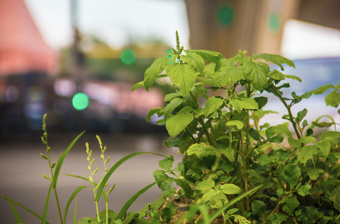 Superfoods on the Sidewalk: A Guide to Foraging in Cities